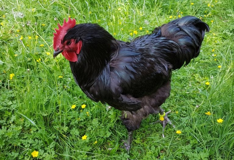 Amrock Huhn Perfekte schwere Zwiehühner Viele Eier und Fleisch