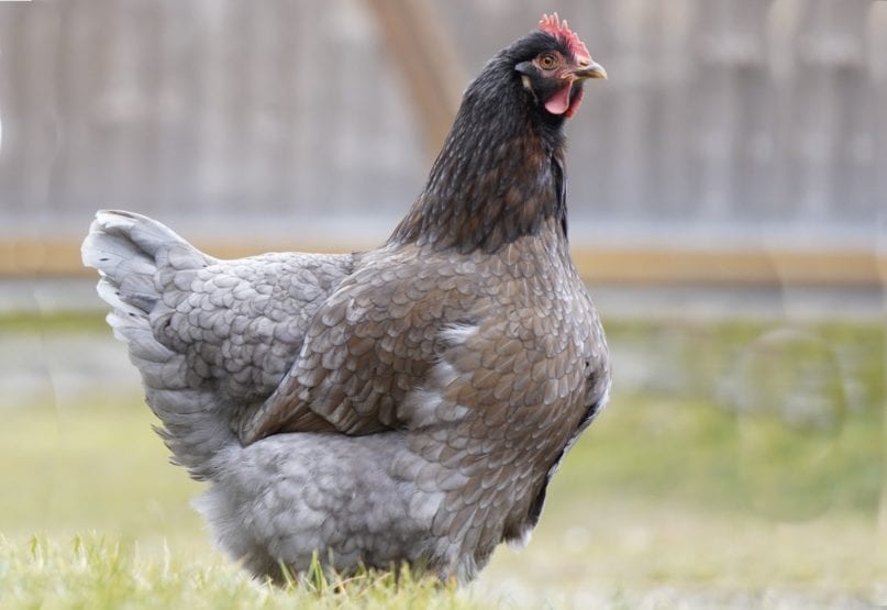 Königsberger Huhn