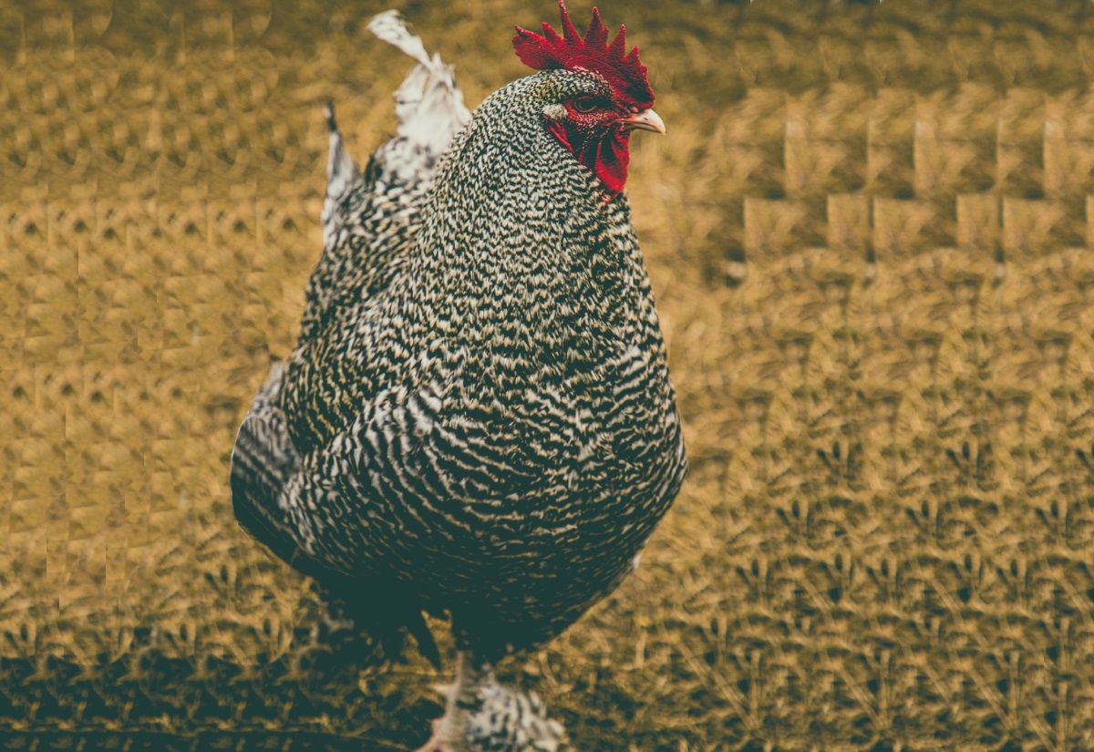 Mechelner Huhn Der Urvater Heutiger Masthybriden Delikatesse