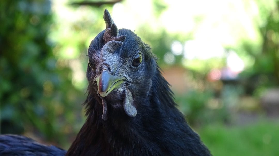 Wehrhafte schwarze Hühner