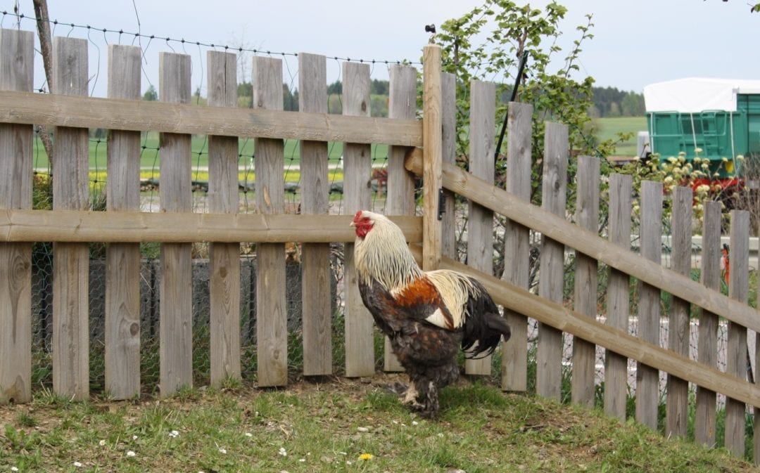 Niedrige Zaunhöhe für flugfaule Hühner