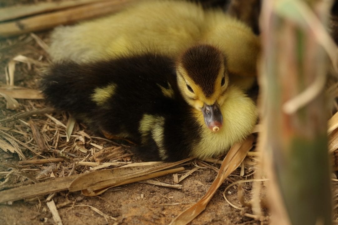 Einstreu im Gänsestall