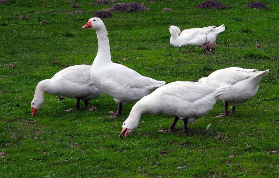 Gänse auf großer Wiese