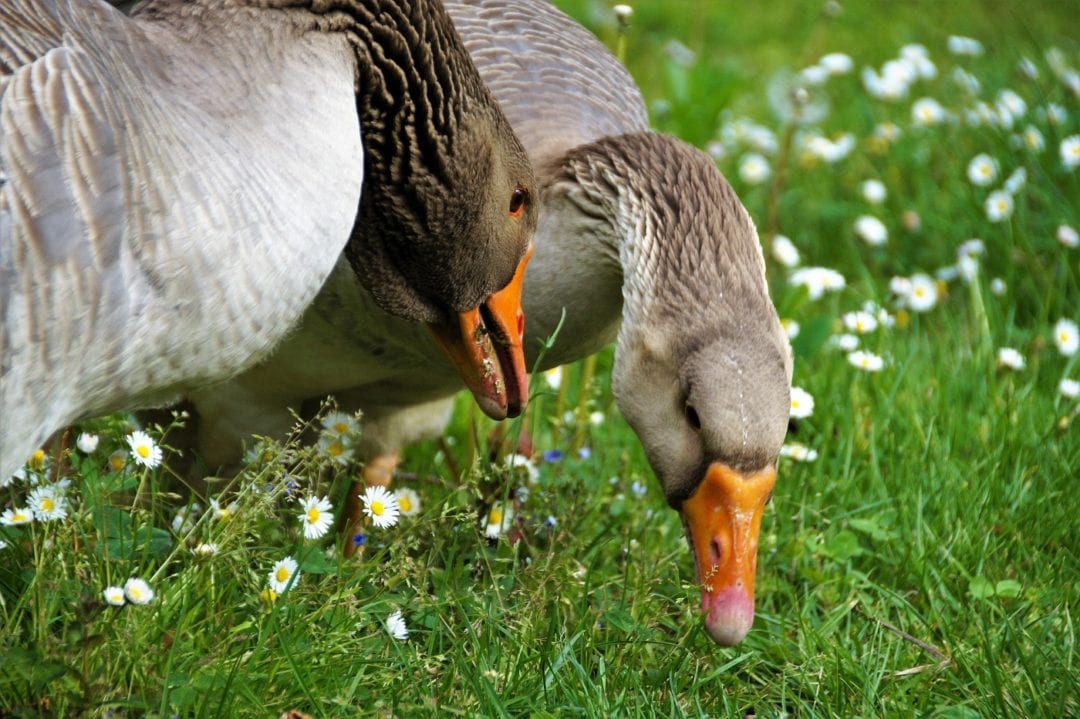 Gänse fressen Gras