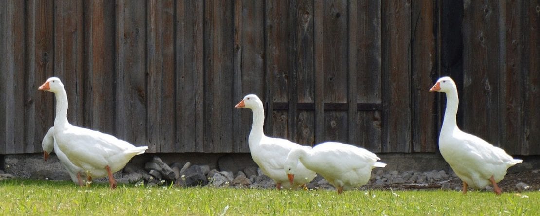 Gänse halten