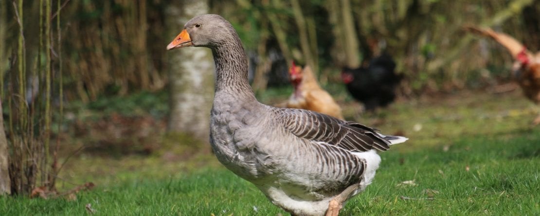 Gänse und Hühner zusammen halten