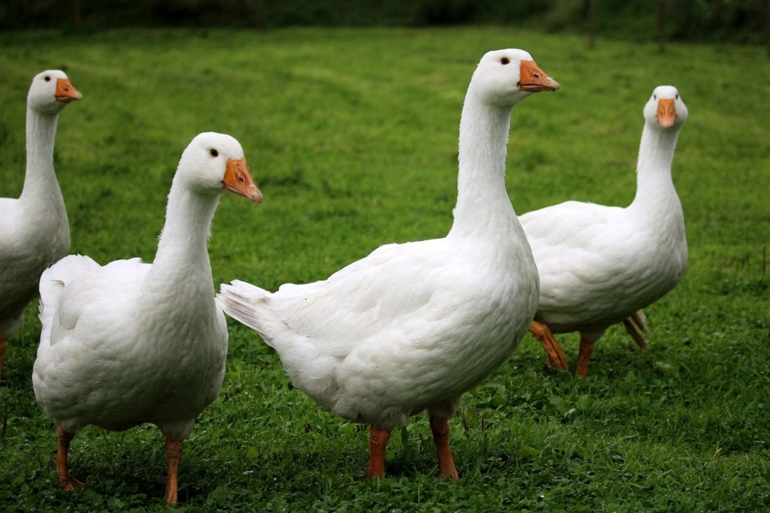 Gänse brauchen Platz