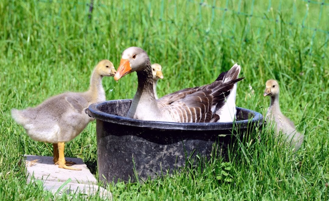 Gänse brauchen Wasser