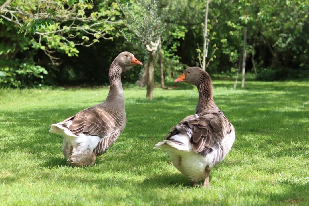 Gänsezucht als Hobby