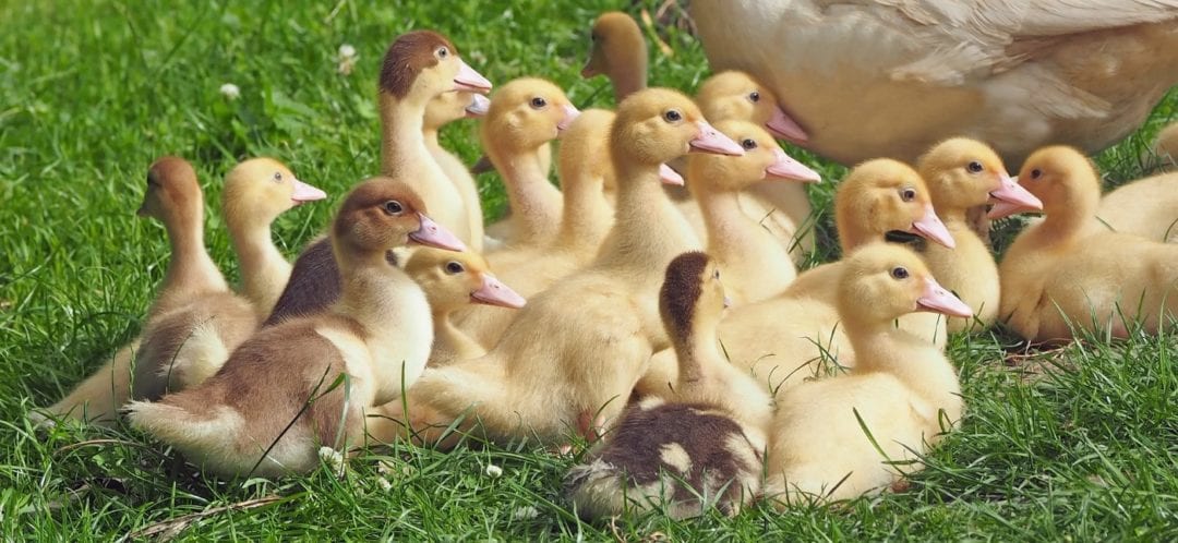 Gänseküken Aufzucht