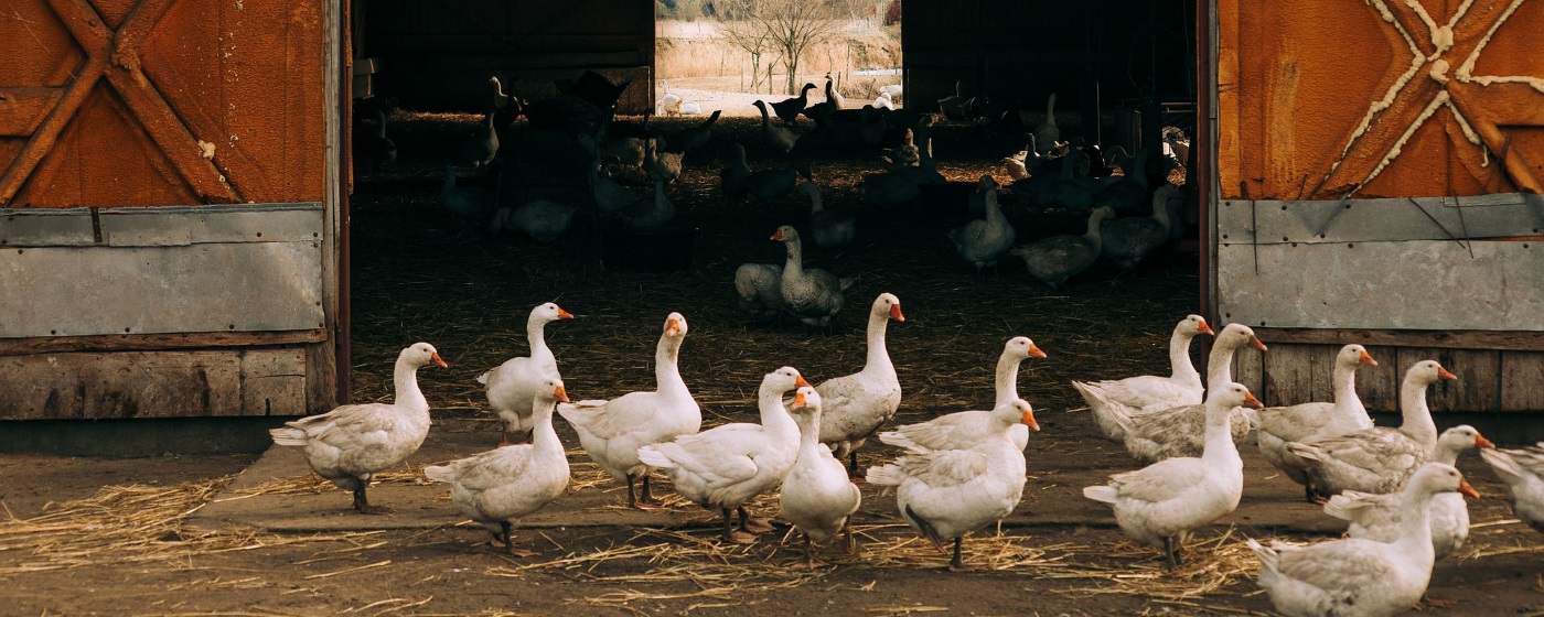 Gänse halten im eigenen Garten So ist Gänsehaltung kinderleicht!