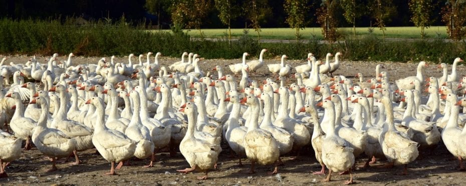 Gänse halten im eigenen Garten So ist Gänsehaltung kinderleicht!