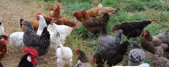 Behutsam Hühner vergesellschaften