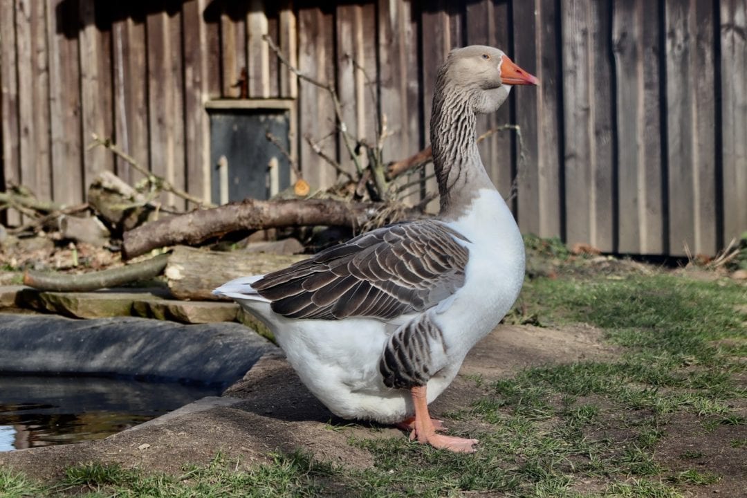 Stall für Gänse