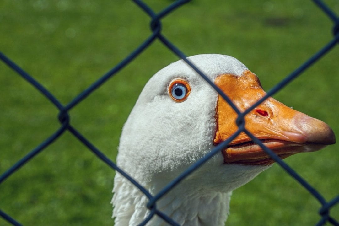 Zaun für die Gänsehaltung