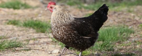 Hybriden: Das Siberhals Huhn