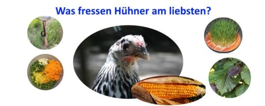 Was fressen Hühner am liebsten?