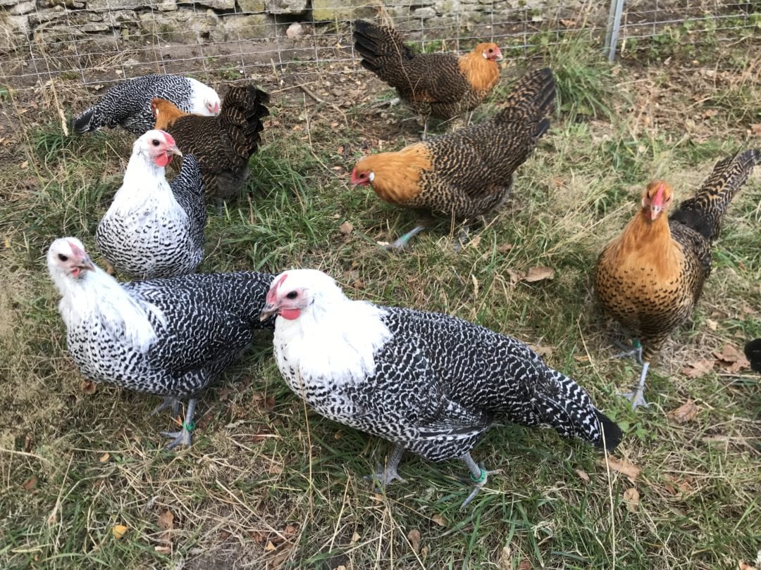 Hennen der Westfälischen Totleger in Silber und Gold