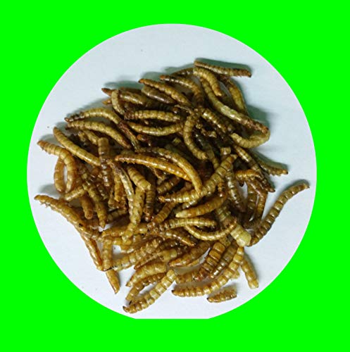 1,0 kg Mehlwürmer getrocknet, Reptilienfutter, Nagerfutter, Vogelfutter
