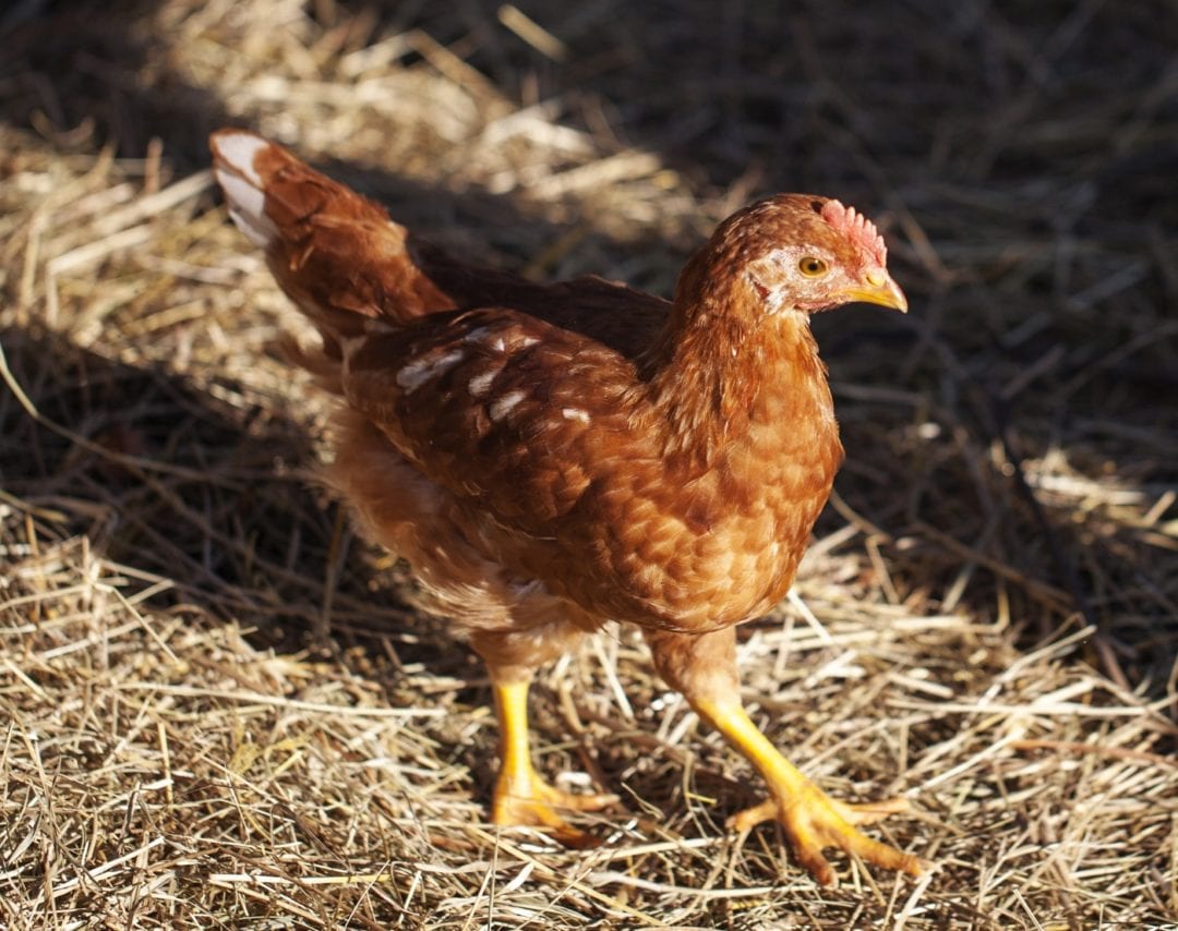 Legehennen im Landhandel kaufen