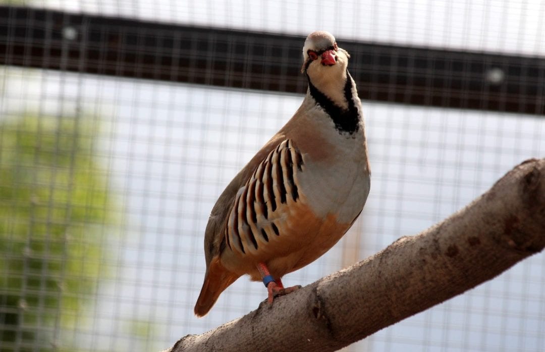 Huhn auf Aussichtspunkt in Voliere