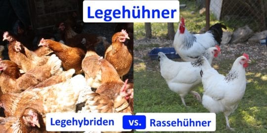 Legehühner - Hybriden oder Rassehühner?