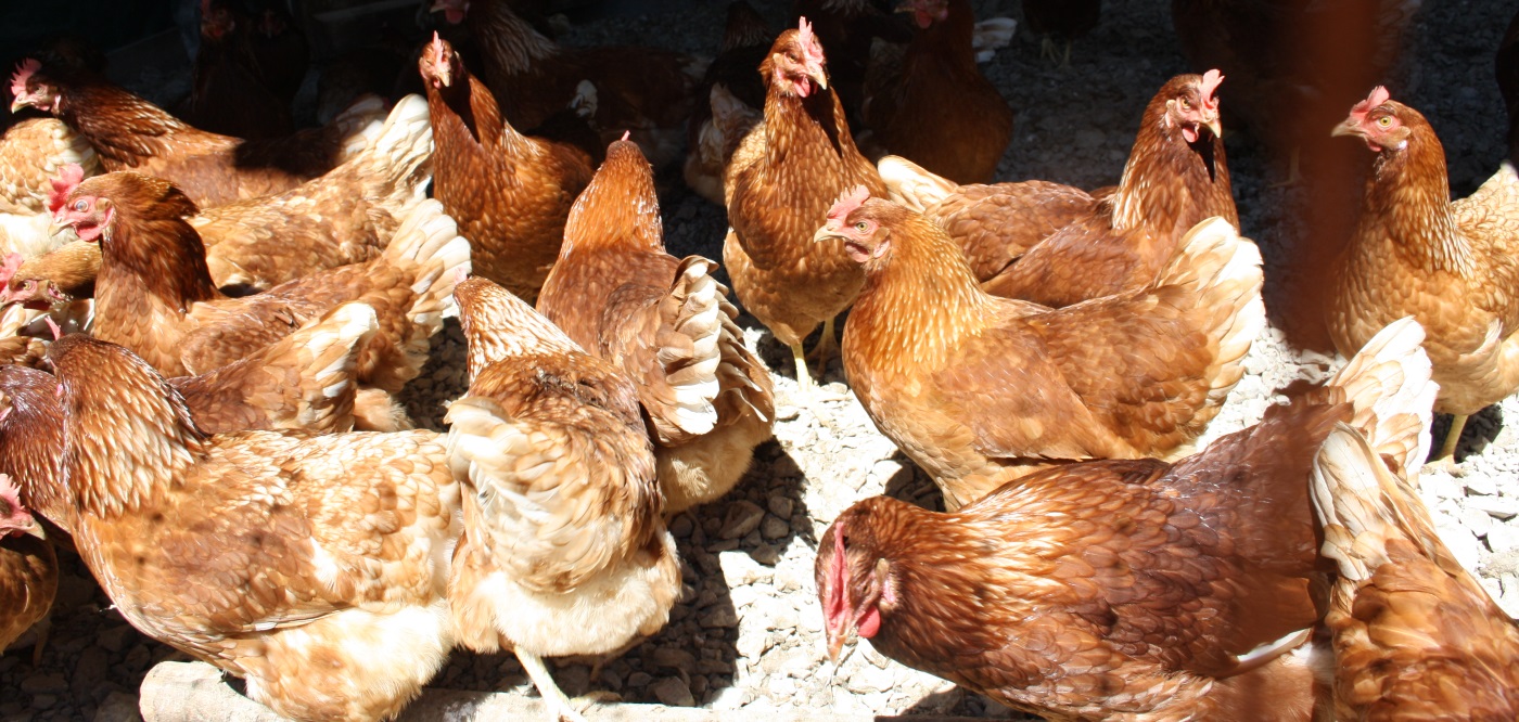 Legehühner Hybriden, legefreudige Rassehühner und grüne Legehühner Hybriden, legefreudige Rassehühner und grüne