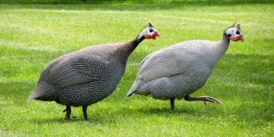 Perlhühner halten in der Voliere