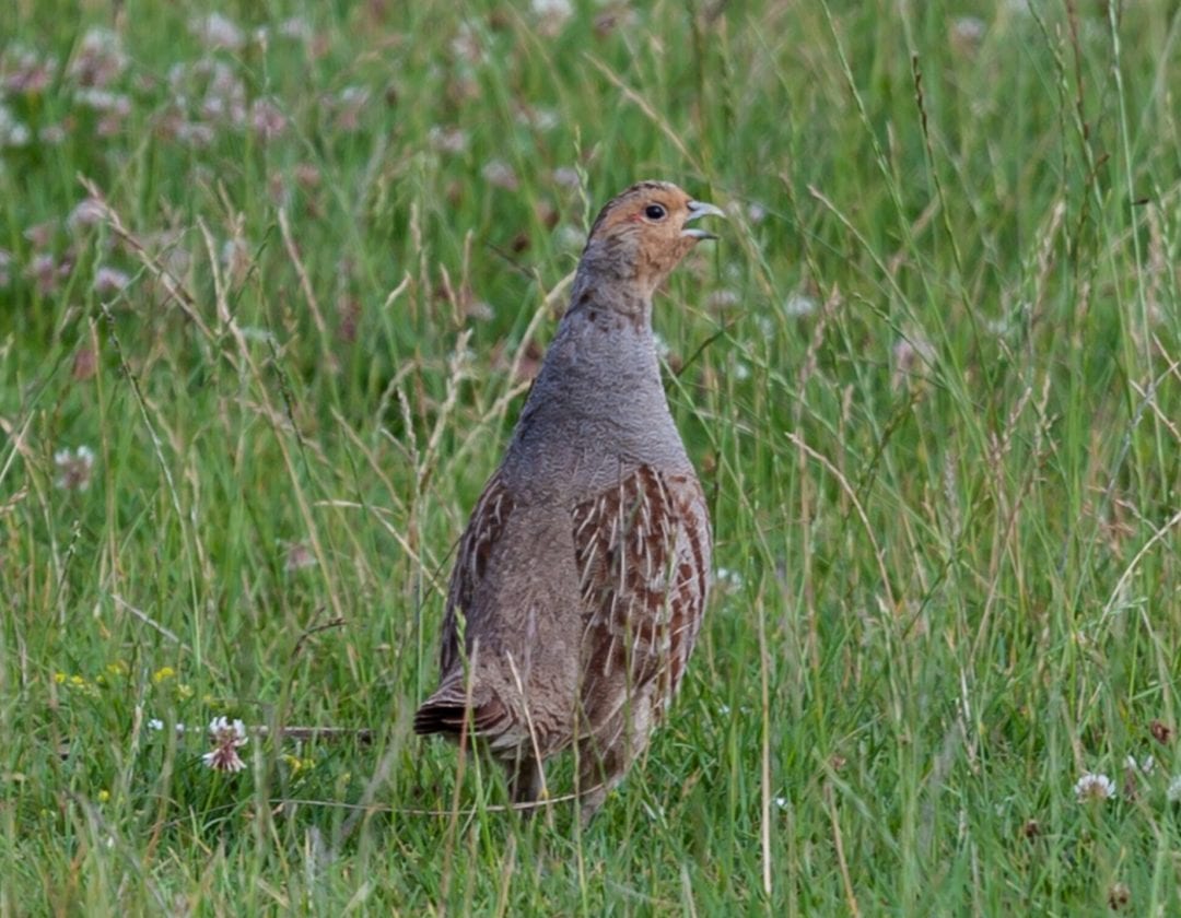 Rebhuhn in der Natur