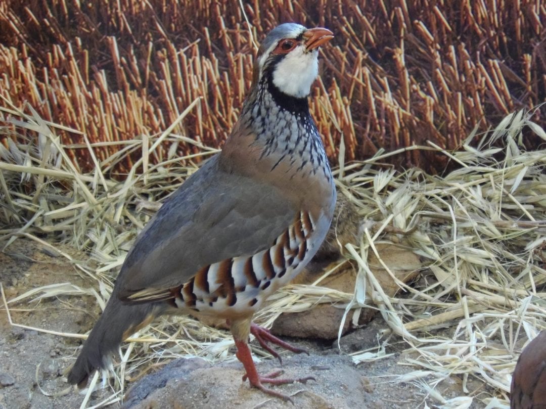 Steinhuhn Hahn in der Balz