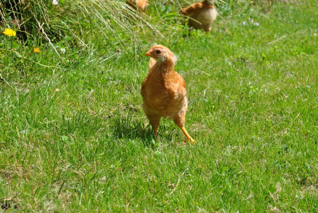 Küken auf der Wiese