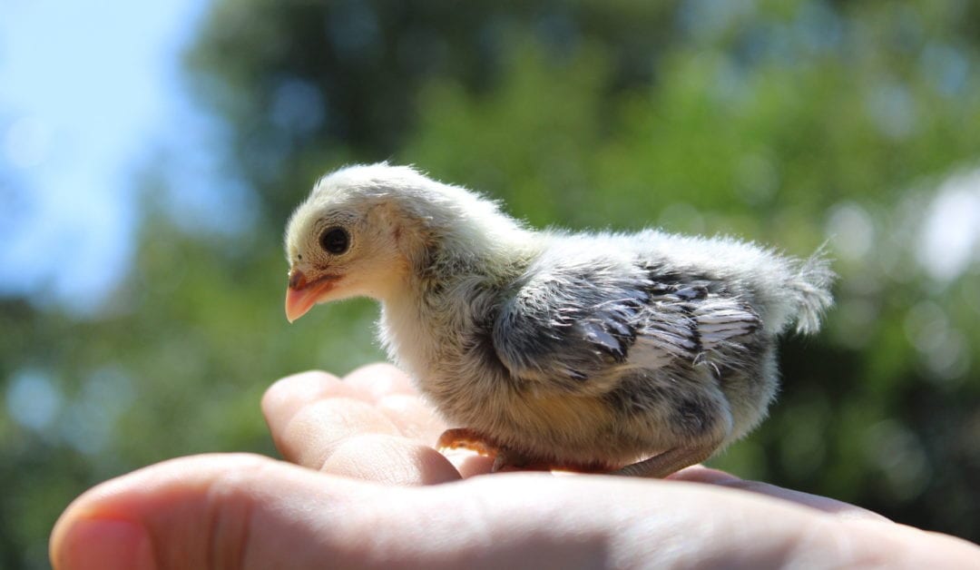 Sebright Küken auf Hand