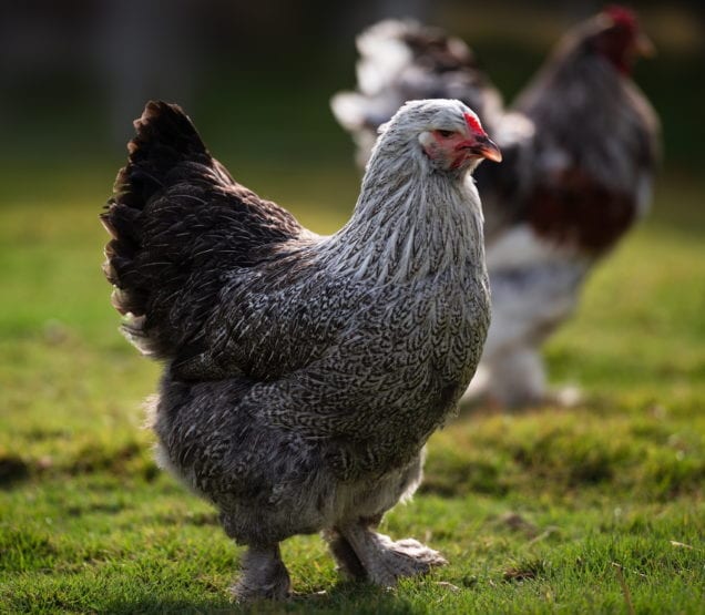 Zwerg-Brahma Hühner