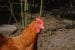 Zwerg New Hampshire Hühner