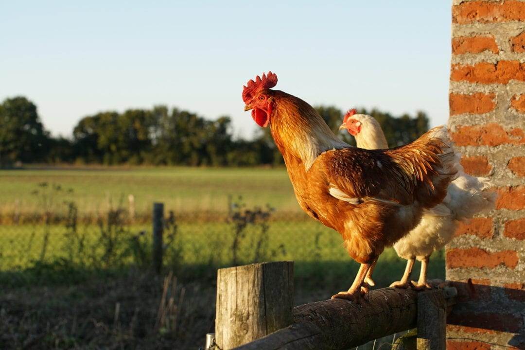 Auf welche Punkte Sie als Käufer vor dem Kauf der Hühnerstall gartenhaus achten sollten