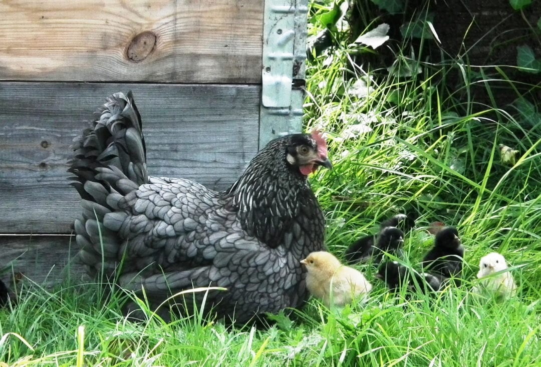 Das Hobby Hühnerhaltung