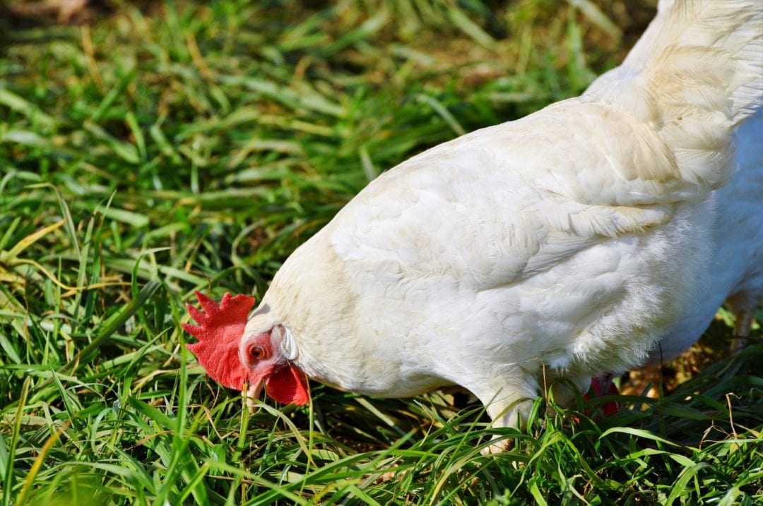Weißes Huhn auf der Weide