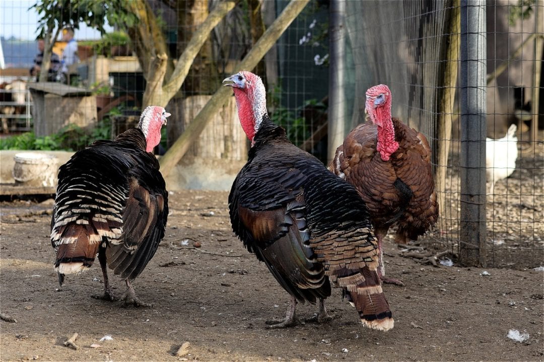 Kleine Gruppe Puten