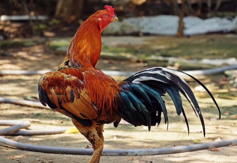 Malaien Hühner