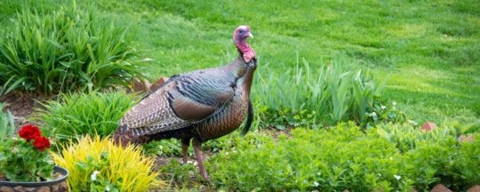 Puten halten im eigenen Garten