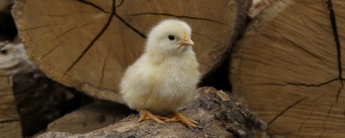 Bei Küken das Geschlecht erkennen