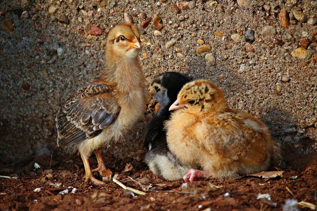 Federsexen bei Hühnerküken