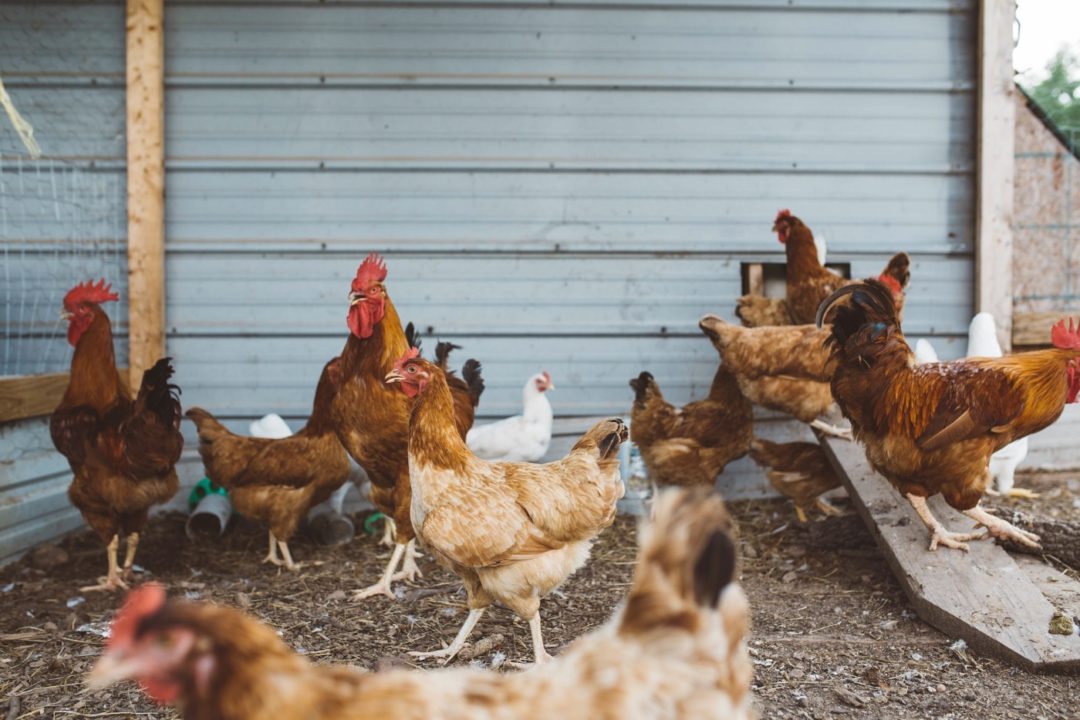 Hennen und Hühner zusammen halten: Lösungsansatz Bruderhähne