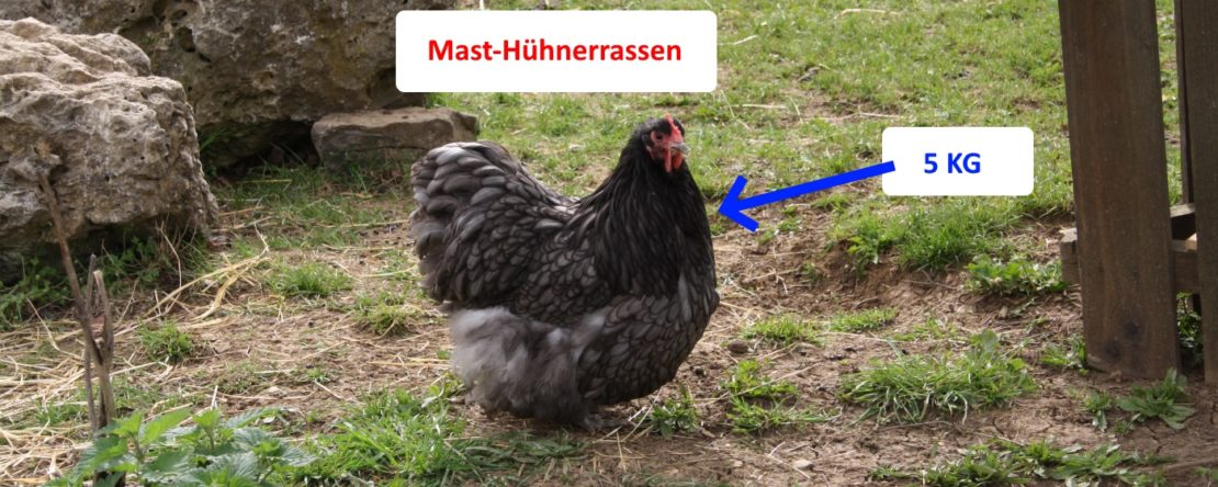 Mast-Hühnerrassen im Überblick