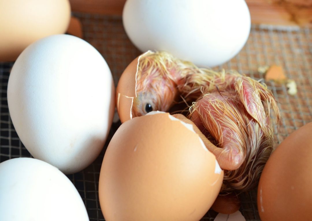 Bei Küken das Geschlecht erkennen vor dem Schlupf