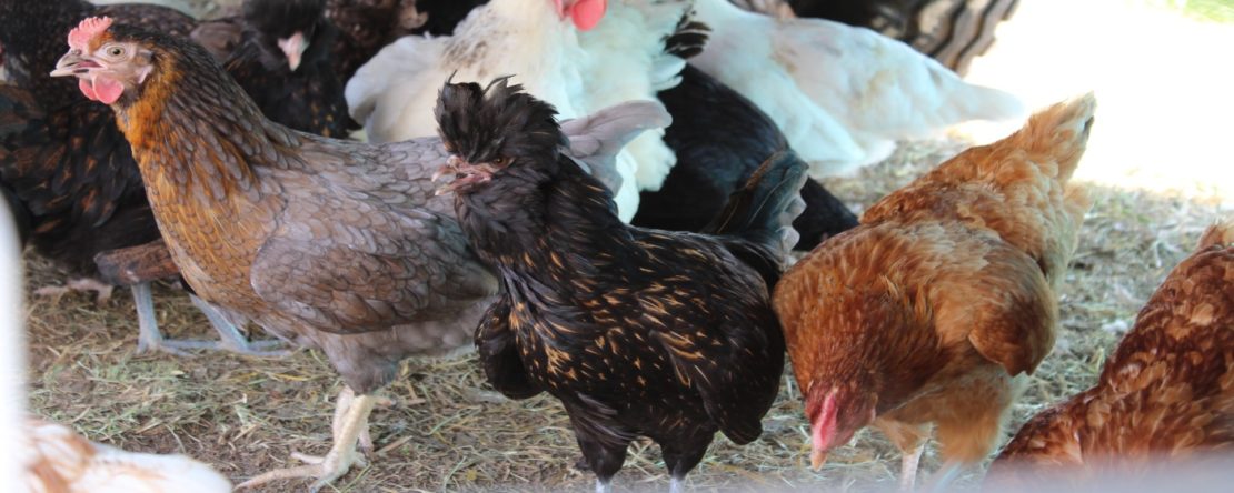 Was kosten Hühner und Hühnerhaltung