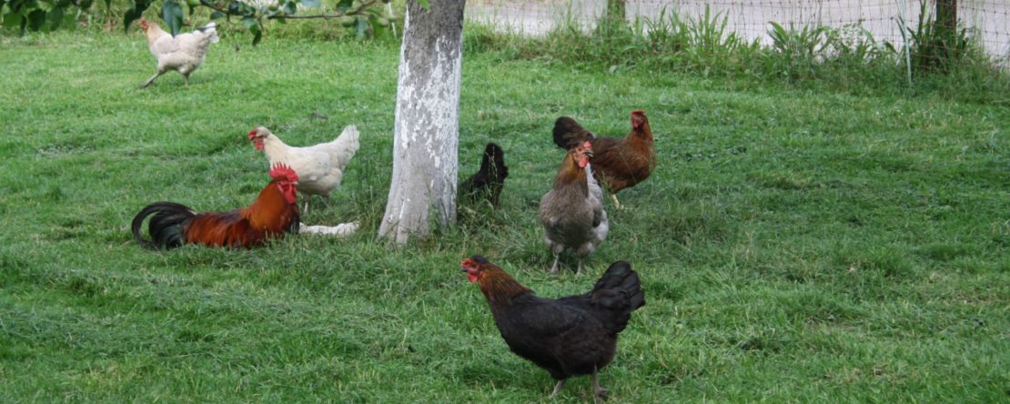 Wie viele Hühner darf man im Wohngebiet halten?