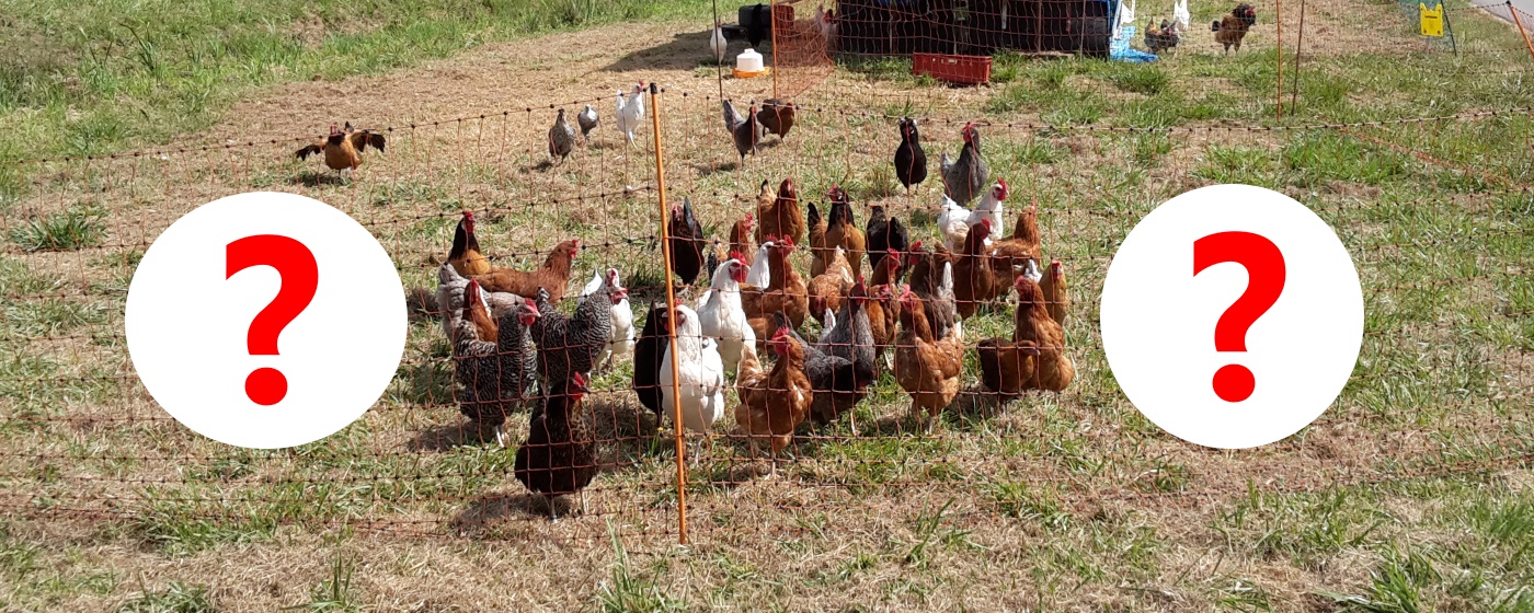 Wie viele Hühner reichen zur Beispiel