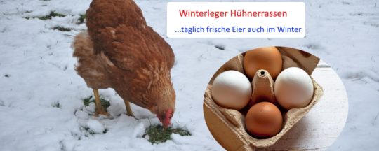 Winterleger Hühnerrassen Übersicht