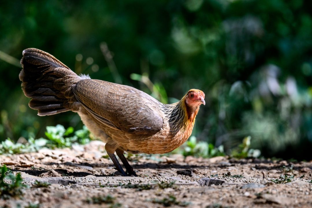 Bankivahühner - Henne in der Wildnis